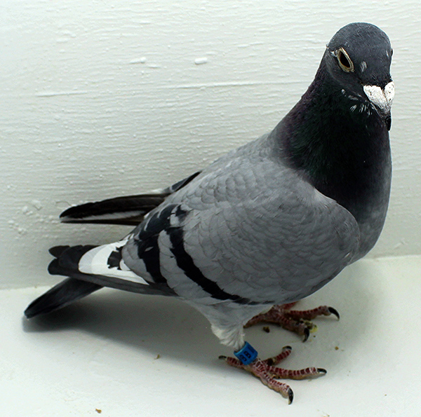 Band: 6846 IPB B 2025